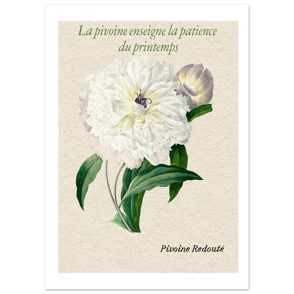Affiche La pivoine Redouté - Affiche Vintage Botanical  - Collection Flower Stories FS N°001 – StudioRetroPop® – 30x40 cm / 12x16″