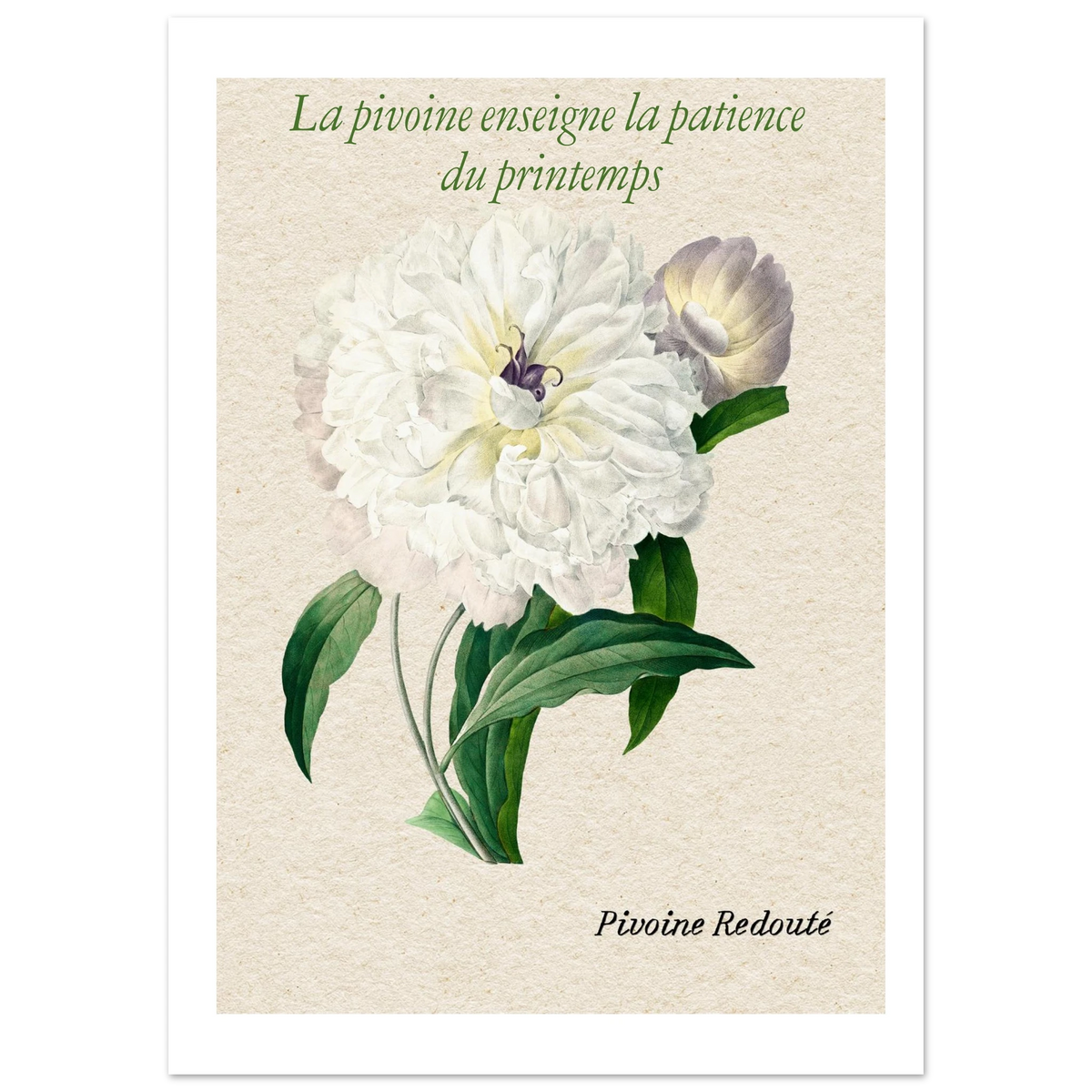 Affiche La pivoine Redouté - Affiche Vintage Botanical  - Collection Flower Stories FS N°001 – StudioRetroPop® – 30x40 cm / 12x16″