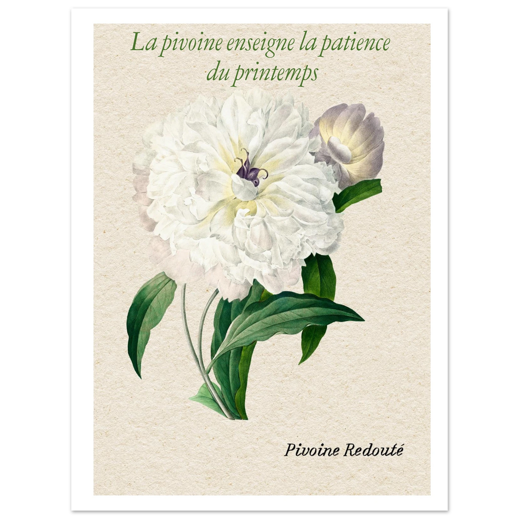 Affiche La pivoine Redouté - Affiche Vintage Botanical  - Collection Flower Stories FS N°001 – StudioRetroPop® – 30x40 cm / 12x16″