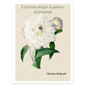 Affiche La pivoine Redouté - Affiche Vintage Botanical  - Collection Flower Stories FS N°001 – StudioRetroPop® – 30x40 cm / 12x16″